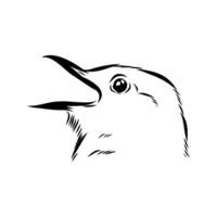 The head of a forest songbird thrush sketch vector
