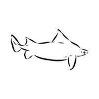 shark vulgar centrina sketch vector