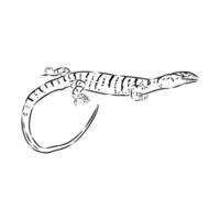 carnivorous tree monitor lizard sketch vector