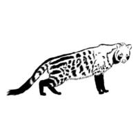 predatory feline civet sketch vector
