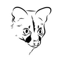 Head of a predatory civet sketch vector