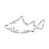 Triangular shark centrine drawing vector