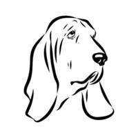The head of a small English Basset Hound vector
