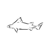 triangular shark centrina vulgar sketch vector