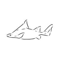 The triangular shark of centrina vector