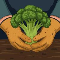 Holding Fresh Broccoli with Dirty Hands in the Garden Soil vector