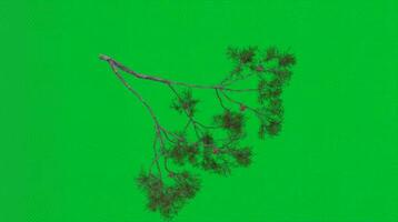 Pine tree branch isolated on green screen background with detailed needles. Nature concept video