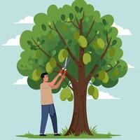 Harvesting Fruits Man Cutting Fruits From Tree with Pruning Shears vector