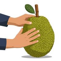 Holding a Fresh Green Jackfruit in Hands Product Illustration vector