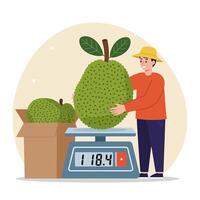 Farmer Weighing Large Jackfruit on Scale with Box of More Jackfruits vector