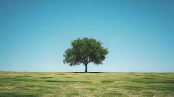 A lone tree stands in a field with a blue sky photo