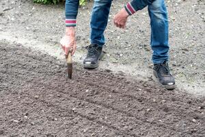 gardener making holes in soft soil with special tool in vegetable garden, for growing organic leeks, ecological gardening, photo