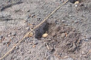 Seed potato being planted in a furrow in prepared soil, with a string marking the row to ensure straight planting lines for efficient growth and harvesting photo