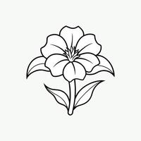 Cape Primrose Flower Illustration on White Background Elegant Botanical Design vector
