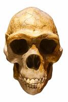 skull of an ancient anthropoid ape photo