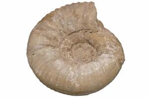 fossilized ammonite on a white background photo