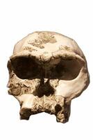 large humanoid skull on a white background without a lower jaw photo