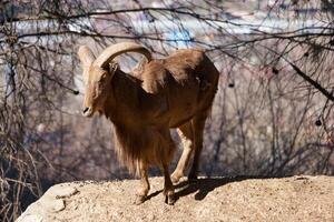 a goat standing against the background of branches photo