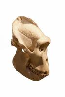 skull of an ancient man in profile photo