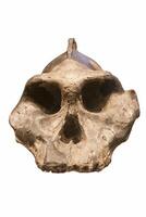 large humanoid skull on a white background photo