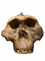 a large skull of a humanoid from ancient times photo