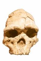 humanoid skull on white background photo