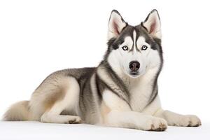 A husky dog is sitting down on a white background photo