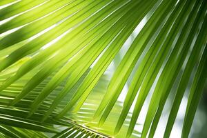 A close up of a palm leaf with sunlight shining through photo