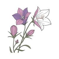 Charming Balloon Flower on White Background vector