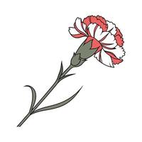 Exquisite Carnation on White Background vector