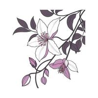 Lovely Clematis Flower on Clean White vector