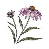 Exquisite Echinacea Flower on White vector