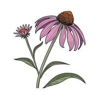 Lovely Echinacea Flower on Clean White vector