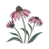 Charming Echinacea on White Background vector