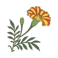 Charming Marigold Flower on White vector