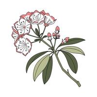 Exquisite Mountain Laurel Flower on White vector