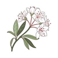 Charming Mountain Laurel Flower on White vector