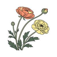 Charming Persian Buttercup Flower on White vector