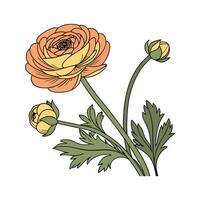 Lovely Persian Buttercup on Clean White vector