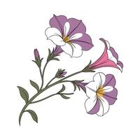 Charming Petunia Flower on Clean White vector