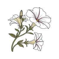Lovely Petunia Flower on White vector