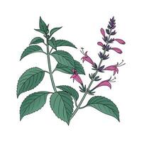Charming Pineapple Sage on White vector
