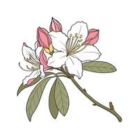 Charming Rhododendron Flower on White vector