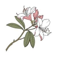 Elegant Rhododendron Flower Design vector