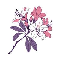 Beautiful Rhododendron Flower on Clean White vector