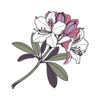 Exquisite Rhododendron Flower on White vector
