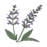 Charming Salvia Flower on Clean White vector