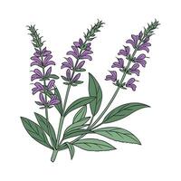 Exquisite Salvia Flower on White vector