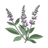 Lovely Salvia Flower on Clean White vector