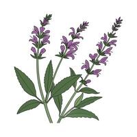 Charming Salvia Flower on White vector
